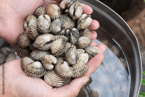 

The cockle was placed on both hands.