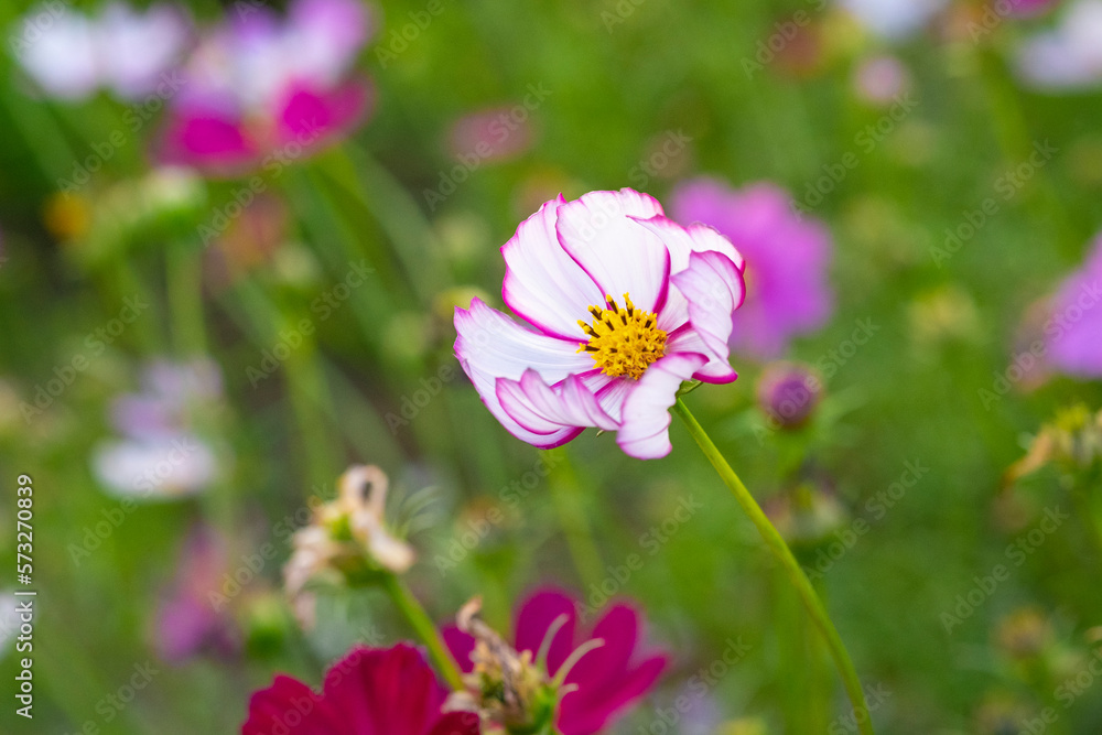fresh beautiful mix white purple cosmos flower yellow pollen blooming in natural botany garden park fresh beautiful mix white purple cosmos flower yellow pollen blooming in natural botany garden park