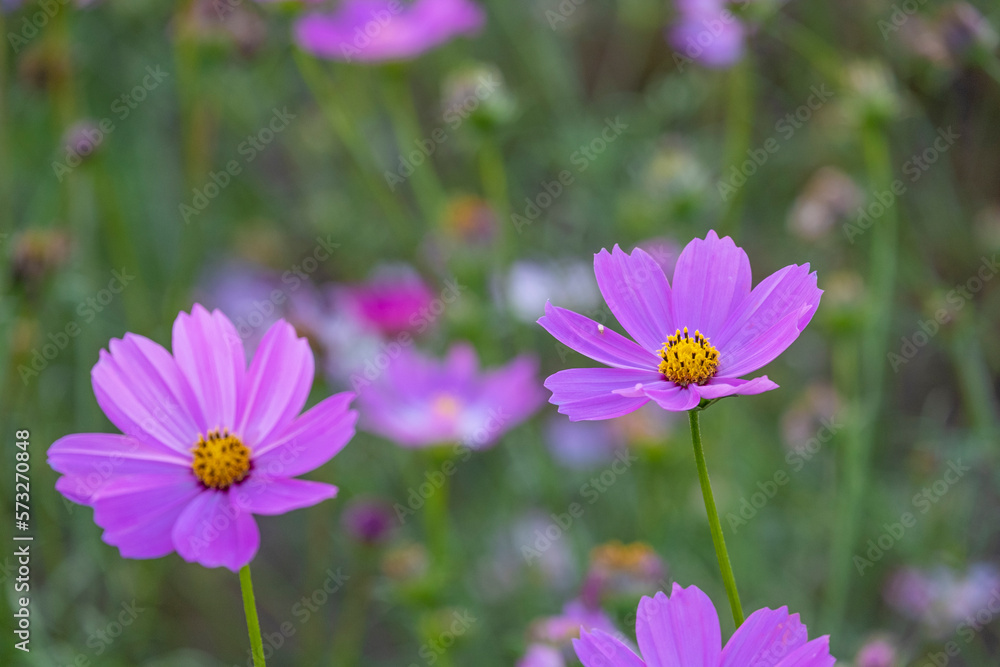 fresh beauty mix soft pink purple cosmos flower yellow pollen blooming in natural botany garden park fresh beauty mix soft pink purple cosmos flower yellow pollen blooming in natural botany garden park