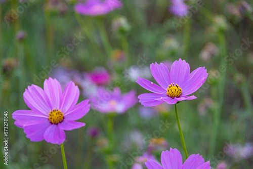fresh beauty mix soft pink purple cosmos flower yellow pollen blooming in natural botany garden park
