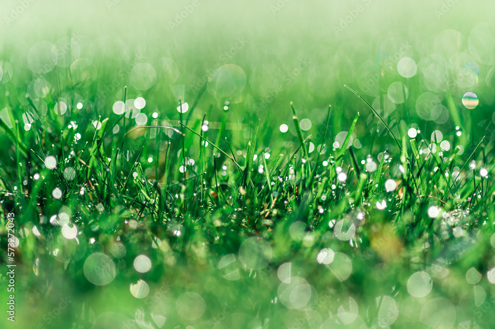 soczysta zielona trawa jako tło z kroplami rosy - obrazy, fototapety, plakaty 