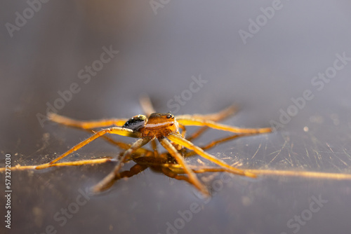 Wallpaper Mural A spider walking on the water's surface in Myakka River State Park, Florida. It might be a species of Dolomedes but users should confirm because I'm not qualified to ID it definitively. Torontodigital.ca