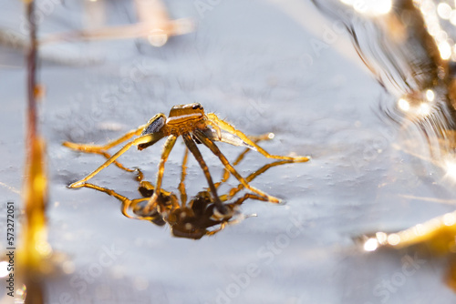 A spider walking on the water's surface in Myakka River State Park, Florida. It might be a species of Dolomedes but users should confirm because I'm not qualified to ID it definitively.
