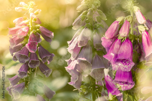 naparstnica purpurowa (Digitalis purpurea) wśród zielonych traw w lesie photo