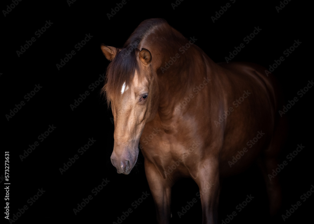 Obraz premium portrait of a horse