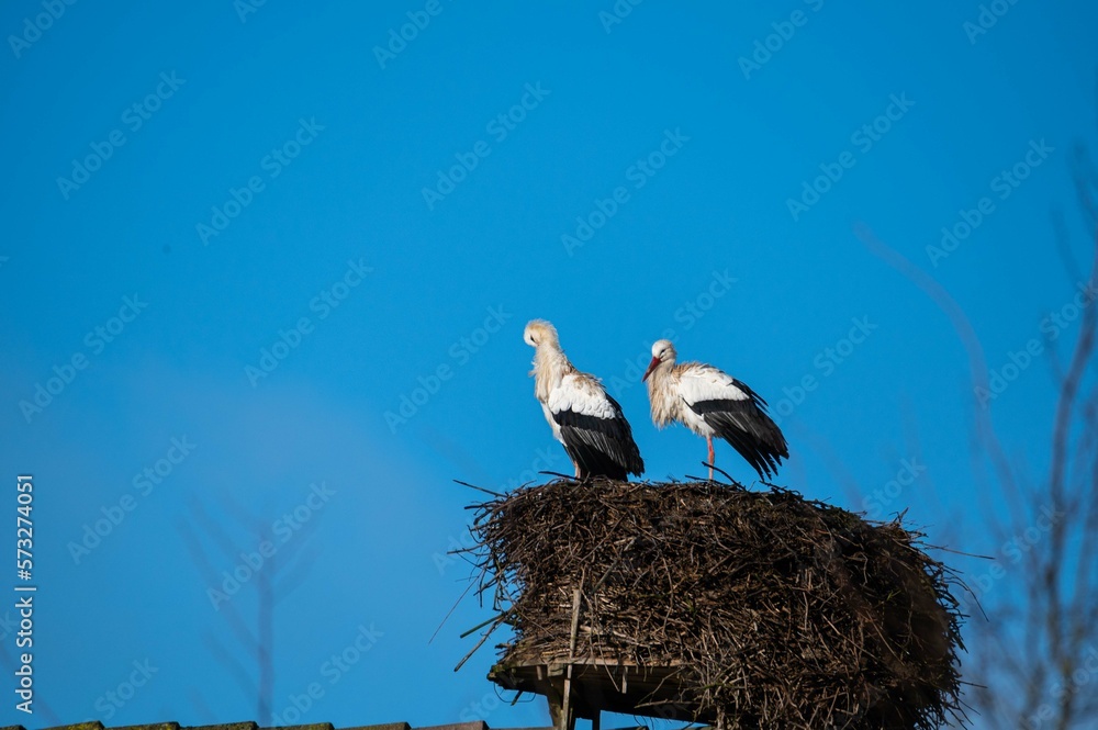 storks are sitting in their nest with blue sky as background