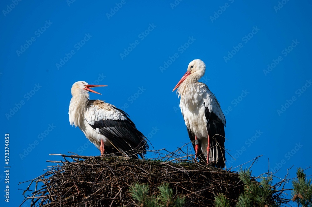storks are sitting in their nest with blue sky as background
