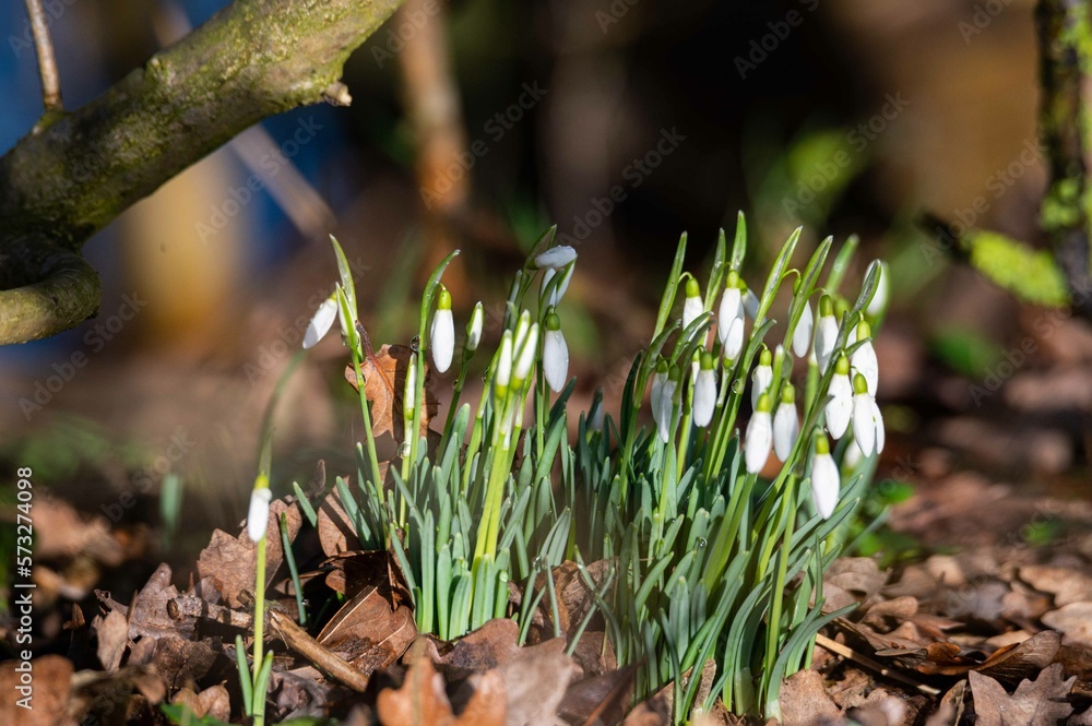 snowdrops bloom between  deciduous leaves