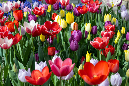 field of multi colored tulips