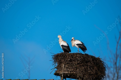 Obraz na płótnie storks are sitting in their nest with blue sky as background w salonie