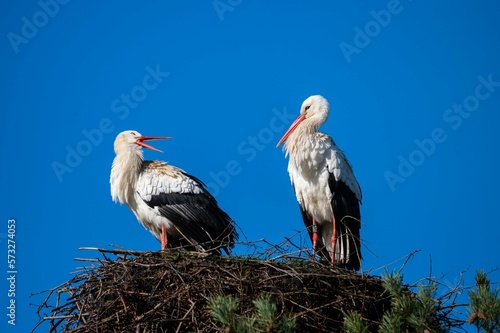 Obraz na płótnie storks are sitting in their nest with blue sky as background w salonie