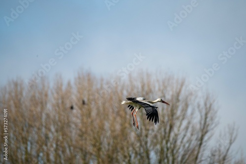 Obraz na płótnie a stork prepares to land with leafless trees in the background w salonie