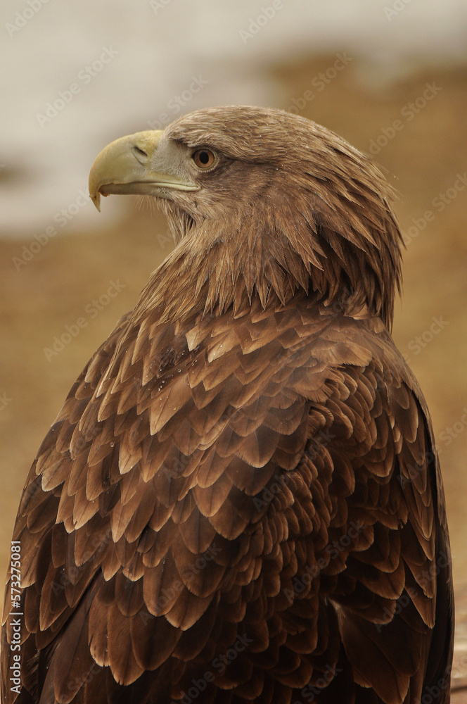 Obraz premium Animals - traditionally (since Aristotle) distinguished category of organisms, currently considered as a biological kingdom. Animals are the main object of study of zoology.