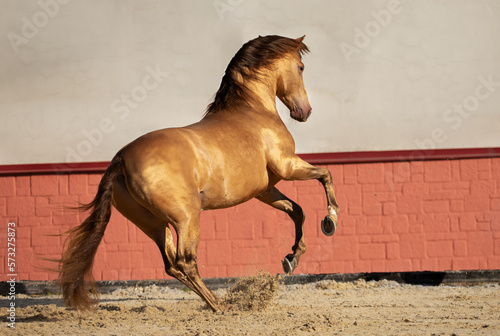 horse running