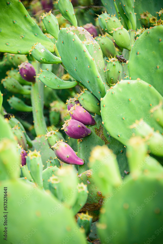 Prickly pear cactus or Indian fig opuntia with purple red fruits. Prickly pear cactus or Indian fig opuntia with purple red fruits.