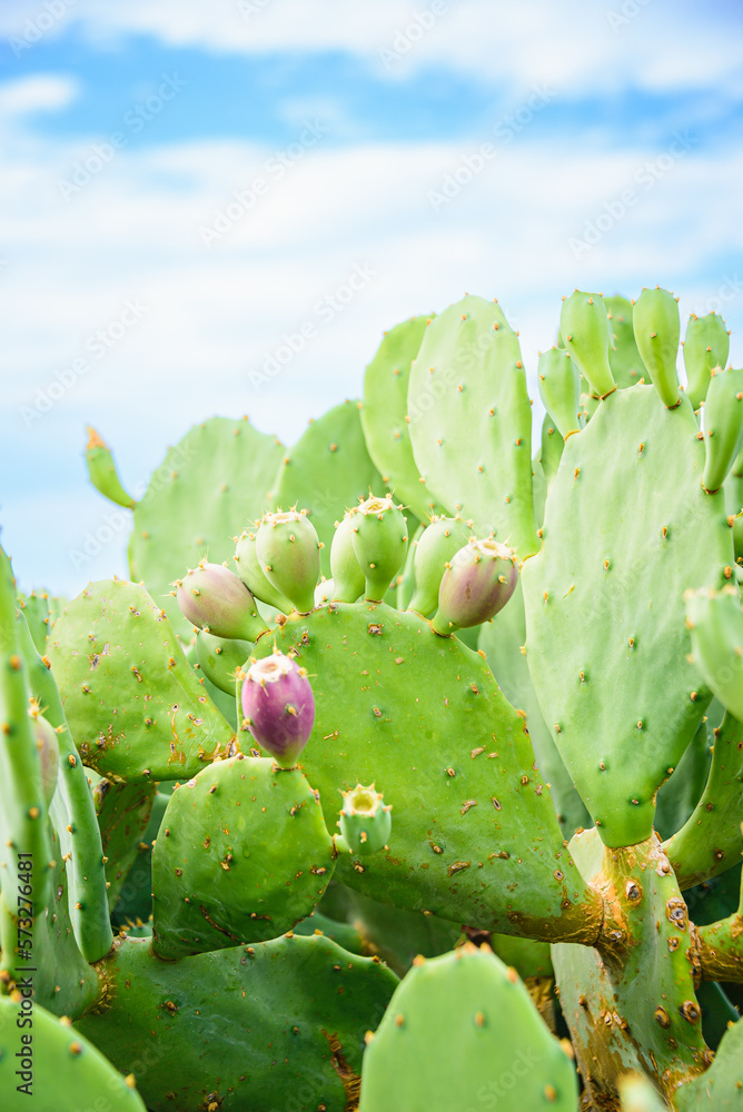 Prickly pear cactus or Indian fig opuntia with purple red fruits on a blue sky background. Prickly pear cactus or Indian fig opuntia with purple red fruits on a blue sky background.