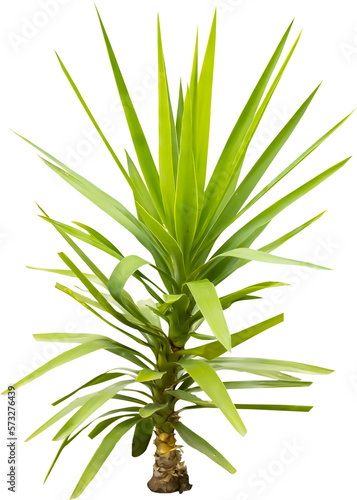 Isolated cutout PNG of a yucca on a transparent background 