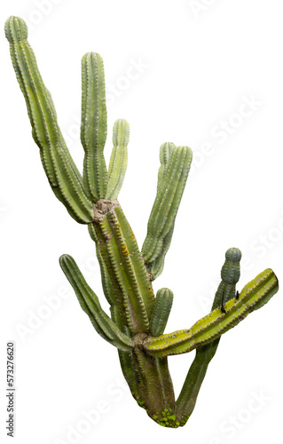 Isolated cutout PNG of a cactus on a transparent background