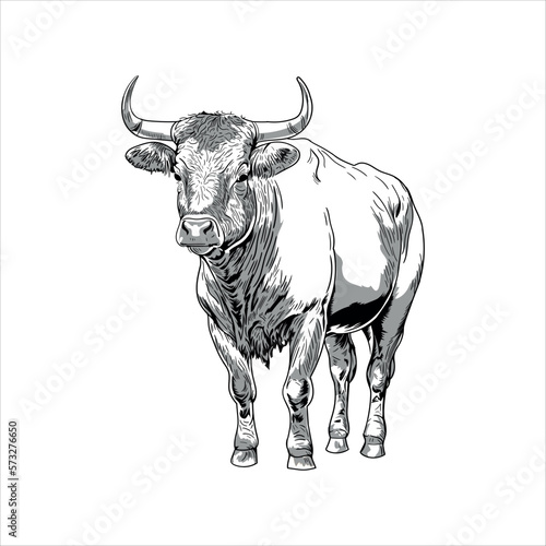 Bull vector black and white illustration