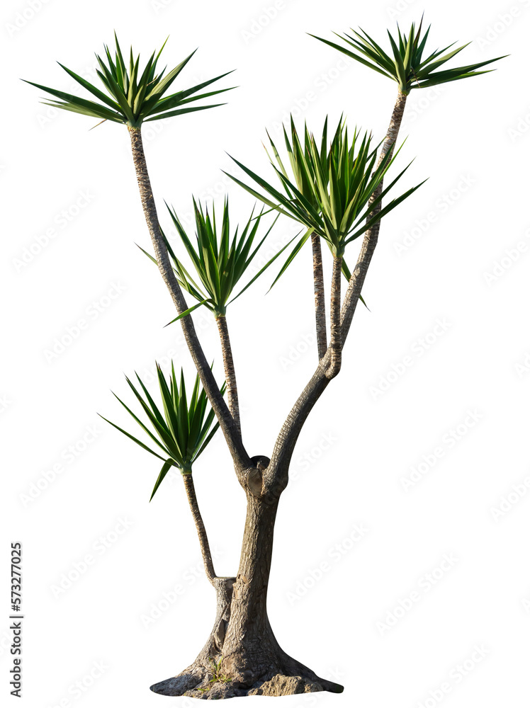 Obraz premium Isolated cutout PNG of a yucca on a transparent background 