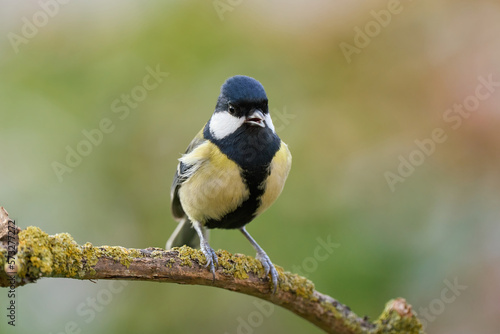 Great Tit perched