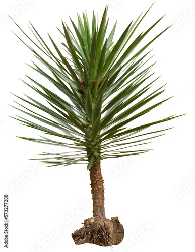 Isolated cutout PNG of a yucca on a transparent background 