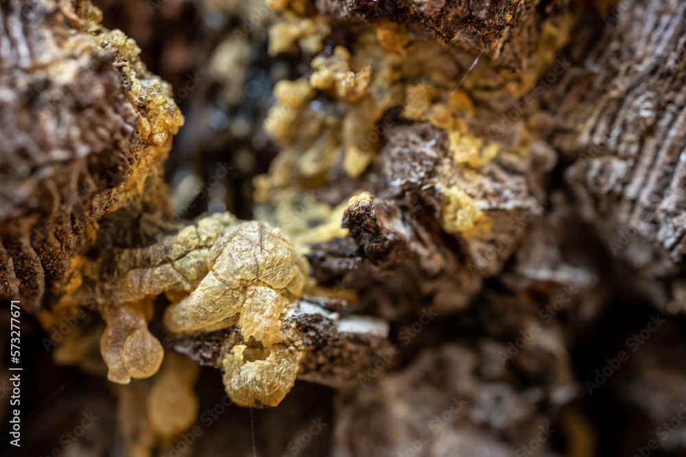 Cracked Texture of Yellow Pine Sap On Tree Trunk