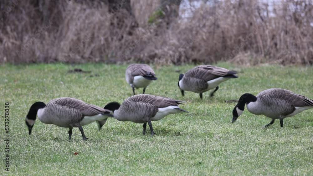 Canada gooses feeding on grass in a meadow near the water of the lake Canada gooses feeding on grass in a meadow near the water of the lake