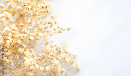 Dried fluffy plants, close up.