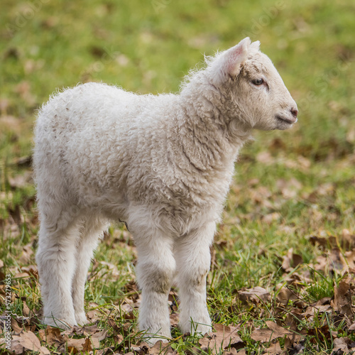 sheep and lamb