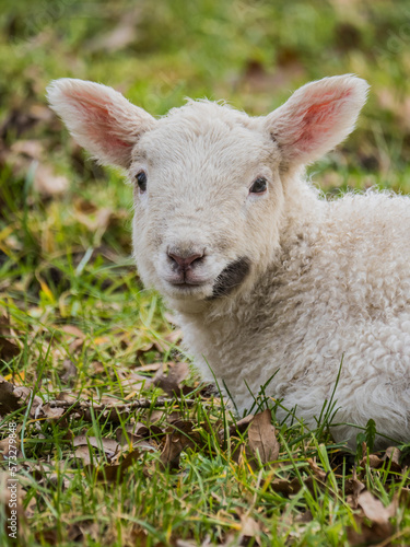 Fototapeta Naklejka Na Ścianę i Meble -  sheep and lamb