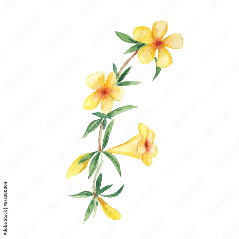 Yellow watercolor flower. Alamanda, yellow bell. Botanical illustration isolated on white background. Can be used for stickers, cards, farbic prints, cosmetic packaging design, scrapbooking.
