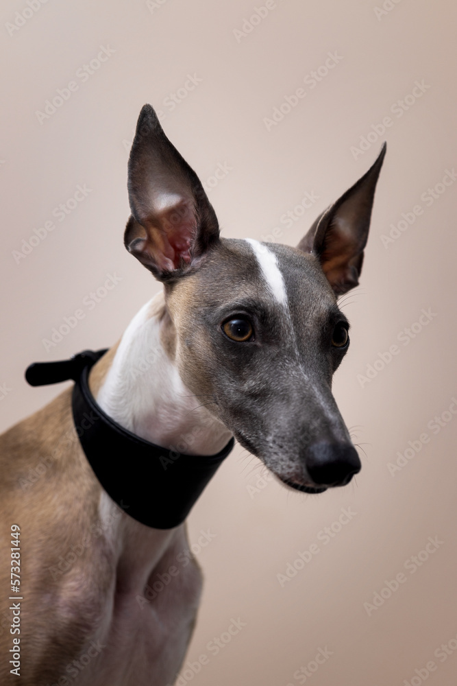 The muzzle of a whippet dog in a beautiful black leather collar with raised ears looks past the camera; on a grey background The muzzle of a whippet dog in a beautiful black leather collar with raised ears looks past the camera; on a grey background