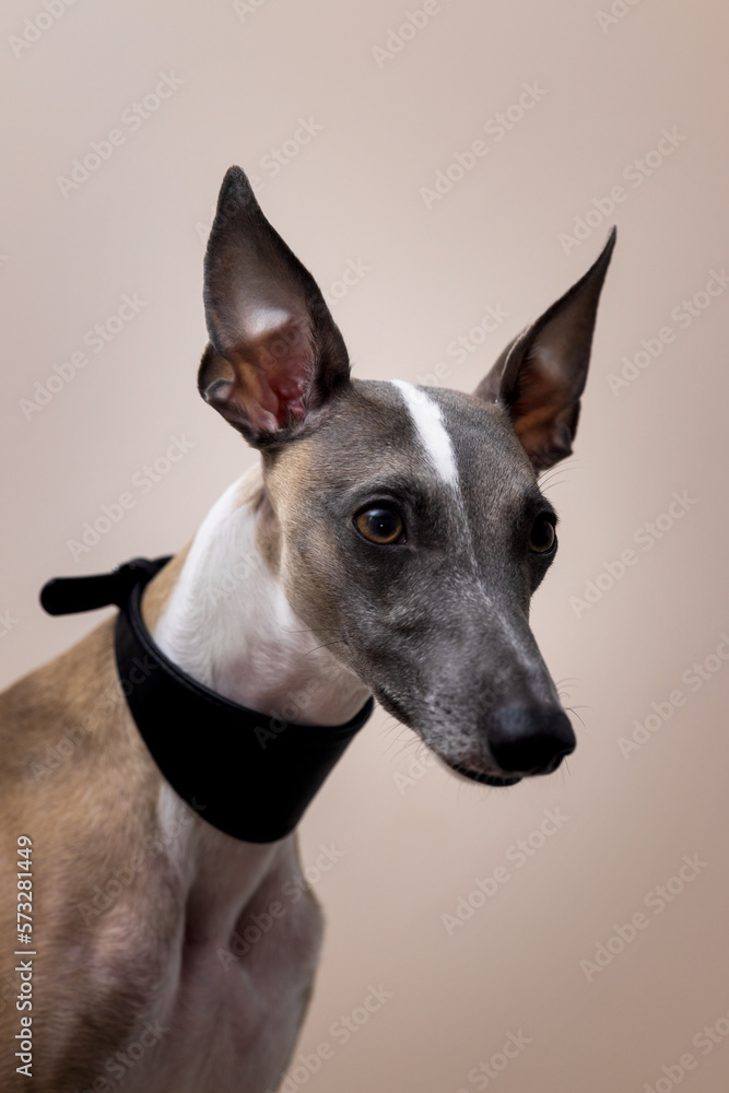 The muzzle of a whippet dog in a beautiful black leather collar with raised ears looks past the camera; on a grey background