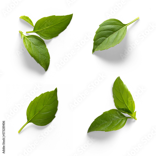 Fotomurale seasoning herb fresh leaves basil isolated on transperent background