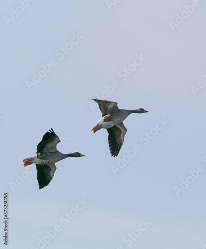 Flying bean geese in the blue sky without clouds