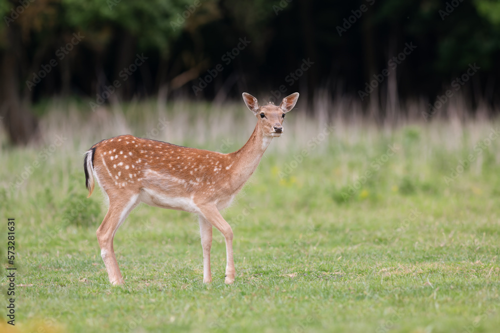 Fallow deer, dama dama, female, in autumn colors, Europe Fallow deer, dama dama, female, in autumn colors, Europe