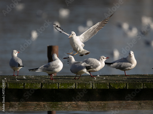 Group of black-headed gulls sitting at wooden port in the sunshine