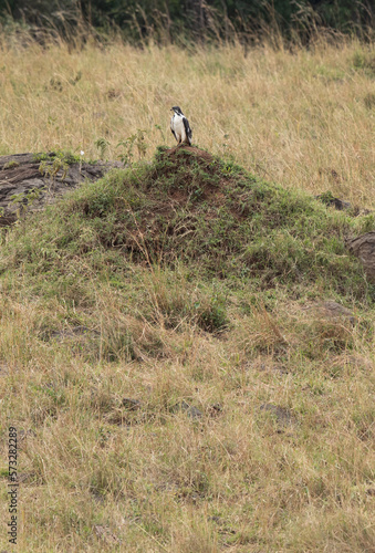 A Augur buzzard perched on a hillock at Masai Mara, Kenya