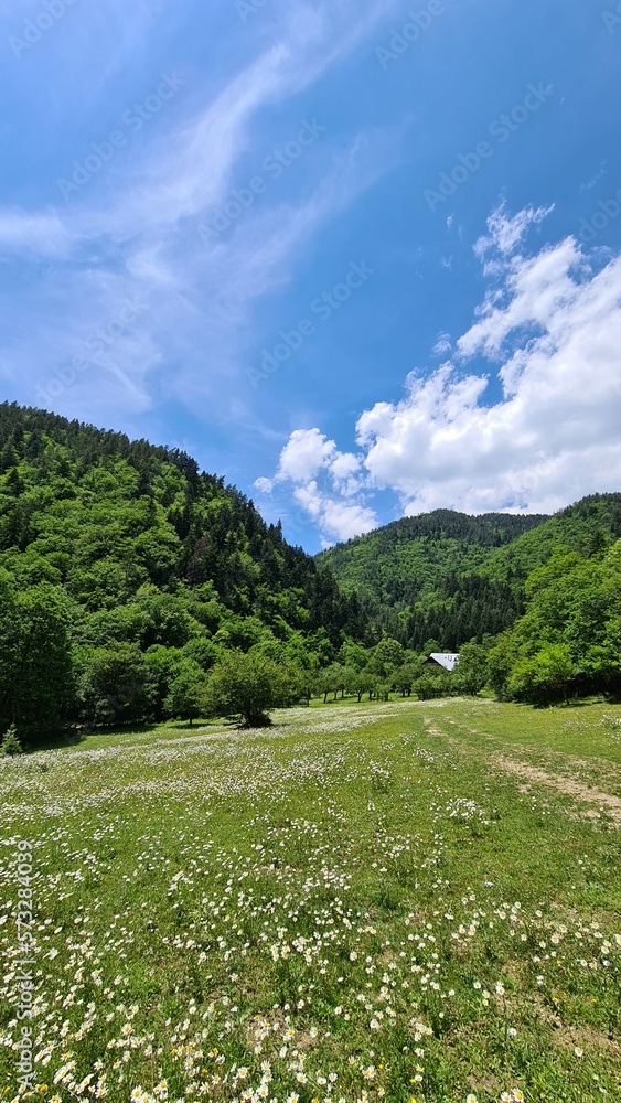Borjomi Mountains