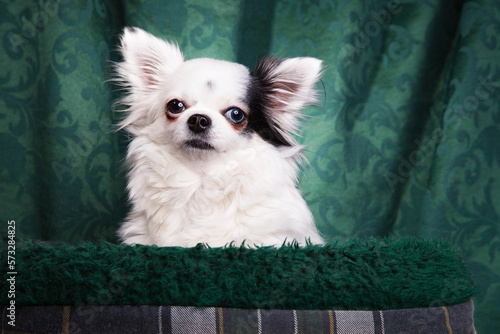 Long haired Chihuahua in a tartan dog bed. White Chihuahua agaist a green background.