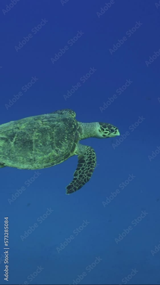 Vertical video, Slow motion, Sea Turtle swim in the blue water on suny day. Hawksbill Sea Turtle or Bissa (Eretmochelys imbricata) slowly swims in the blue Ocean, Slow motion, Follow shot Vertical video, Slow motion, Sea Turtle swim in the blue water on suny day. Hawksbill Sea Turtle or Bissa (Eretmochelys imbricata) slowly swims in the blue Ocean, Slow motion, Follow shot