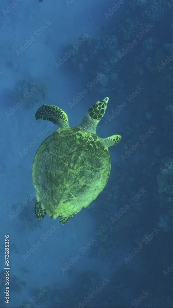 Vertical video, Top view of Hawksbill Sea Turtle (Eretmochelys imbricata) slowly swims on the blue depth, Slow motion. Sea Turtle swim in the blue Ocean obove coral reef on suny day. Vertical video, Top view of Hawksbill Sea Turtle (Eretmochelys imbricata) slowly swims on the blue depth, Slow motion. Sea Turtle swim in the blue Ocean obove coral reef on suny day.