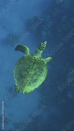 Vertical video, Top view of Hawksbill Sea Turtle (Eretmochelys imbricata) slowly swims on the blue depth, Slow motion. Sea Turtle swim in the blue Ocean obove coral reef on suny day.  photo