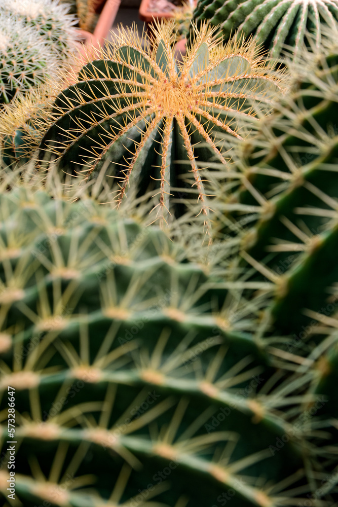 Backgrounds and textures, big group of assorted cactuses, various shapes, sizes and colours, selective focus, natural abstract