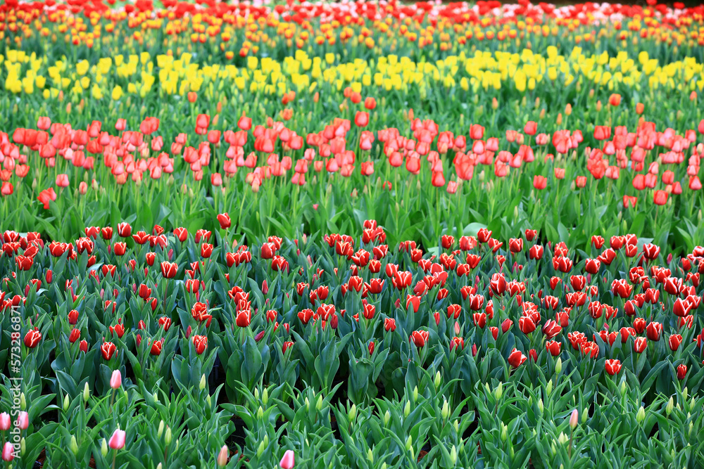 beautiful scenery of blooming colorful Tulip flowers,many red,yellow,pink and orange Tulip flowers blooming in the garden
