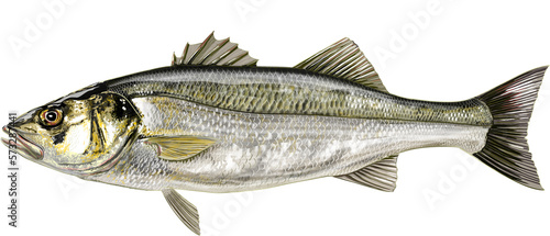 Ilustración realista digital de lubina o róbalo europeo Morone labrax o Dicentrarchus labrax ideal para la pesca deportiva vista lateral con las aletas desplegadas.