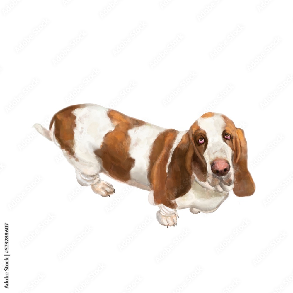 PNG watercolor painting of cute spotted basset hound dog with sad eyes isolated on transparent background 