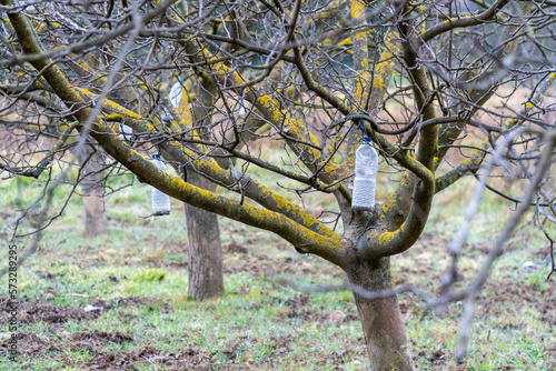 Wintering trees  with bottles of ecological insecticide hanging on the branches
