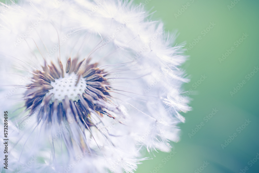 Fototapeta premium Closeup of dandelion on natural background. Bright, delicate nature details. Inspirational nature concept, soft blue and green blurred bokeh meadow field view. Bright sunny macro seasonal springtime